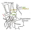 sattler_groll_haslbeck_etal_biosirep2015_inpress_500.100x0.jpg