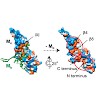 zacharias_buchner_weinkauf_pnas_2011_500.100x0.jpg