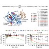 hartl_natmeth_firefly_luciferase_mutants_2011_500.100x0.jpg