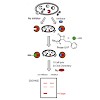 sieber_bioorganicmedicinalchemistry2011_500.100x0.jpg