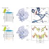 carell_naturechemistry_reversible_bond_formation_2011_500.100x0.jpg