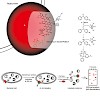 sieber_jacs_unravelingtheprotein_2011_500.100x0.jpg