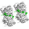 groll_68_pnas_2010_500.100x0.jpg