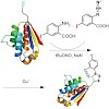 budisa_chembiochem_09_500.100x0.jpg