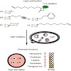 sieber_chembiochem_09_500.100x0.jpg