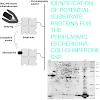 skerra_proteomics_08_500.100x0.jpg