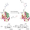 budisa_chembiochem_500.100x0.jpg