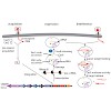 schneider_angewandte_chemie_international_edition2015_500.100x0.jpg