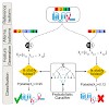 kuster_splicing_cell_reports_2015_500.100x0.jpg