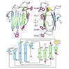 skerra_proteins16_500.100x0.jpeg