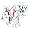 skerra_biolchem16a_500.100x0.jpeg