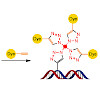 carell-raddaoui_et_al-2017-chembiochem_550.100x0.jpeg