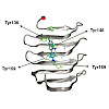 buchner-244_tht_101_a_primer_amyloid_550.100x0.jpeg