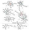 gulder-sib_et_al-2017-angewandte_chemie_international_edition_550.100x0.jpeg