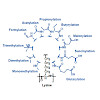 kuester-mol_cell_proteomics-2018-zolg-mcp_tir118_000783_550.100x0.jpeg