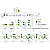 hoffmann-roeder-baumann_et_al-2018-european_journal_of_organic_chemistry_550.100x0.jpg